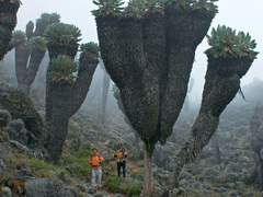 킬리만자로의 표범