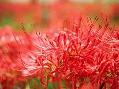 [매뉴패치] 불, 꽃이 피어나면 9