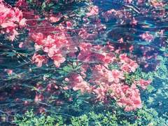 [특희] 落花流水-낙화유수