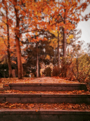 [다자츄] 사랑의 절차