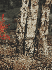 새벽 다섯 시 작은 종이 울리면 (연재)