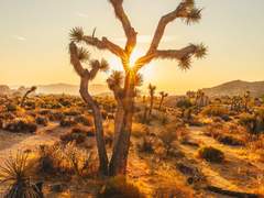 [고죠유지] 사막의 보석