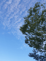 푸른 하늘의 노래 