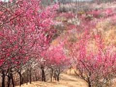 주화입마(蛛華入魔) - 24