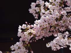 Stop, Forgetting me 完