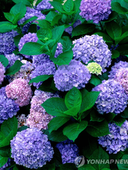 Final fantasy 소설, 썰란