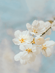 그 후의 이야기