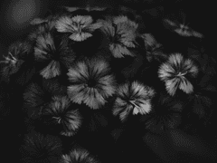 ::Zwarte vogels en zwarte stenen.