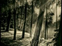 세계에 고할지니.