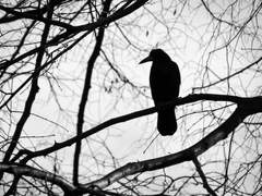 오만을 향한 禮讚