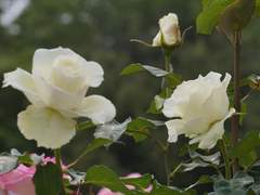 조용하고 아름다운 나비의 날갯짓