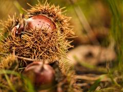 1. 피터 페티그루 - 해리 포터 시리즈