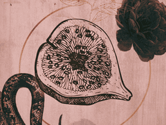 Echidnois 에키드노이