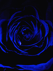 [글][세레니티 오리지널]