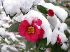 [주술회전 드림] 동짓달 기나긴 밤을 (2)