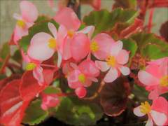 [큰세문대] Begonia