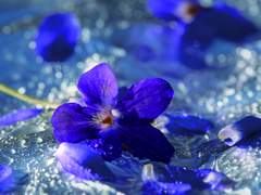 줄리아 프랑켄슈타인 (1)