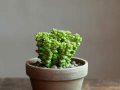 선인장이 되고픈 다육이