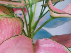 판타지X패치 뷰티풀 크리쳐