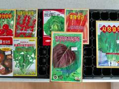 [농사일기] 방울토마토, 블랙펄 토마토, 루꼴라