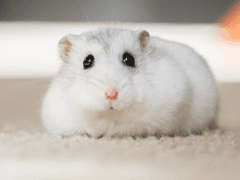 햄스터 수인이 있어? - 외전편