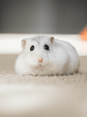 햄스터 수인이 있어?