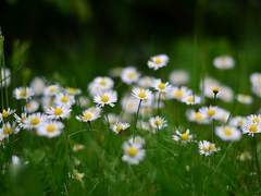 HYBRID School AU_캐프로필(3)