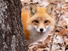 [은해] Kiss Me Where I Lay Down