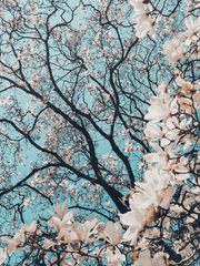 어느 해변이 보이는 혼마루 이야기