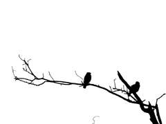 [바니타스/ 7] Bellerophon