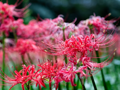 자신의 것이 아닌 것을 탐낸 죄 [ 이루어질 수 없는 사랑 ]