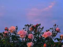 당신을 너무나도 사랑하는 한송이의 스톡이