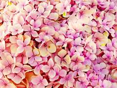 한데 뒤섞인 꽃송이