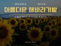 [현제유진] 아름다운 해바라기밭