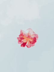 하늘에 핀 꽃 한송이