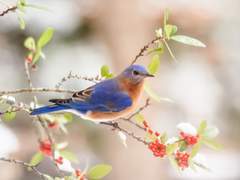 푸른 날개의 꿈