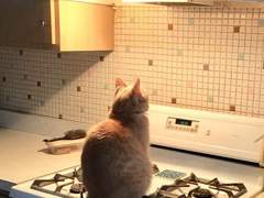 나의 살던 고향은 6