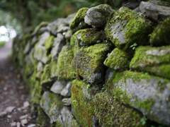 어긋난 돌담 사이