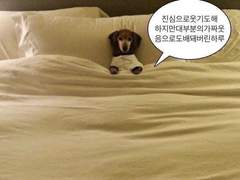 코로나 시국의 센티넬버스 ++