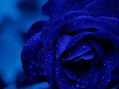 캐롤린 xy 대항군