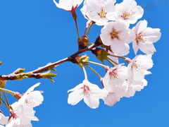 봄, 그리고 나 下