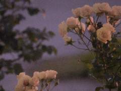 지금은 꽃이 피었소?