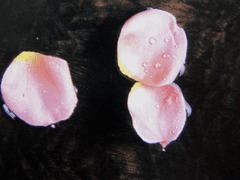 [션견채/ 채햄션] 심연의 경(鏡). 三 章