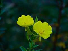 I am a fool taunted by fate.