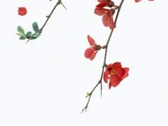 [토니피터] 상사화[相思花] 上