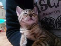 2013~2018 랜덤 애기 쿠키