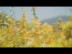 [가사] 東京心覚 - 問わず語り 동경심각 - 혼잣말