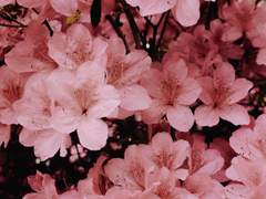 두근두근 벚꽃화원!