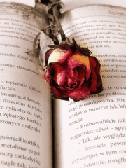 우리들의 구원자여, 부디 :: 슈거 로즈