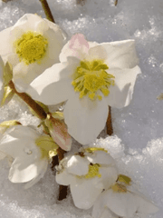 그 꽃이 저물기까지 :: 시드